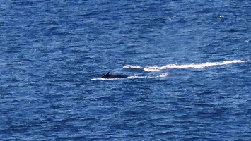 baleine-ferry-3