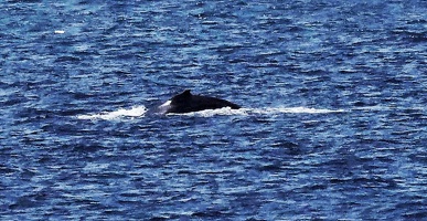 baleine-ferry4