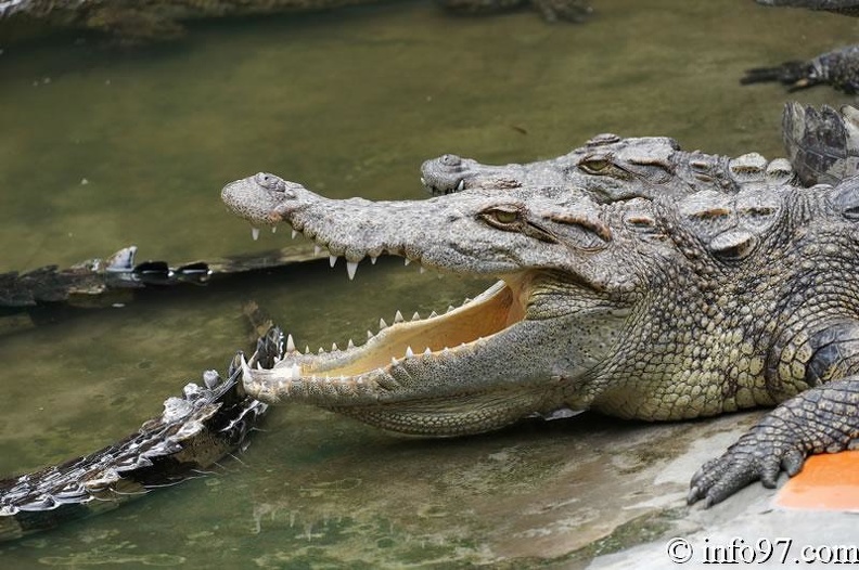 DSC04345ferme-crocodile.jpg