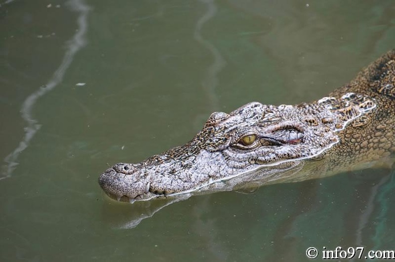 DSC04350ferme-crocodile.jpg