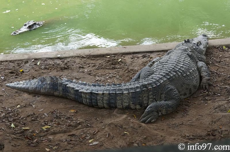 DSC04376ferme-crocodile.jpg