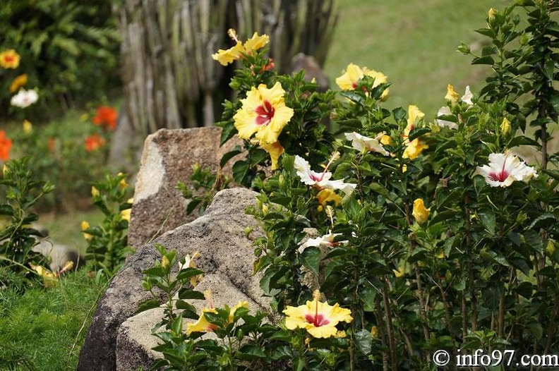 DSC03418dalat-jardin.jpg