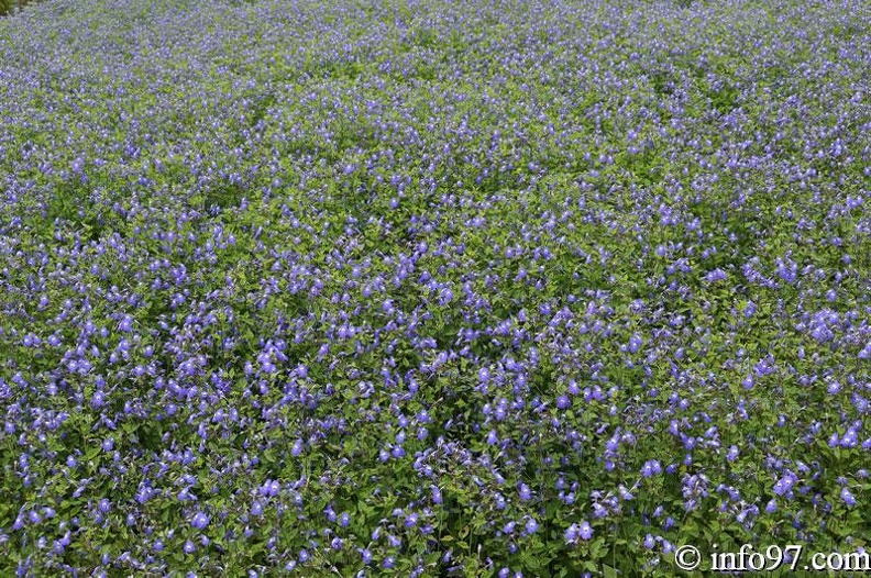 DSC03432dalat-jardin.jpg