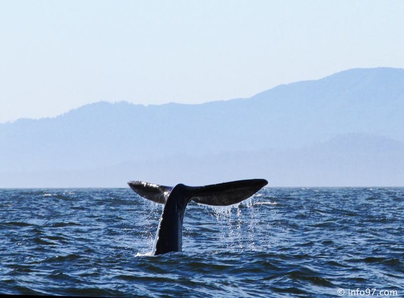 tofino-BC-baleine-30.jpg