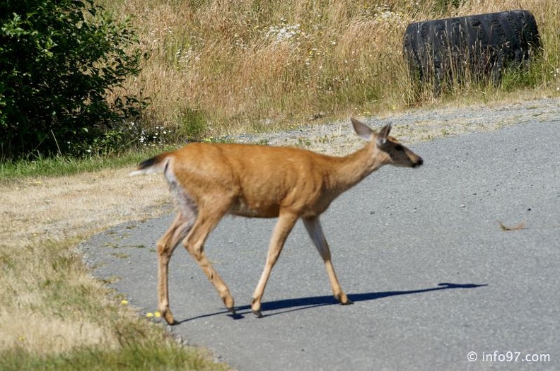 victoria-BC-china-beach-08.jpg