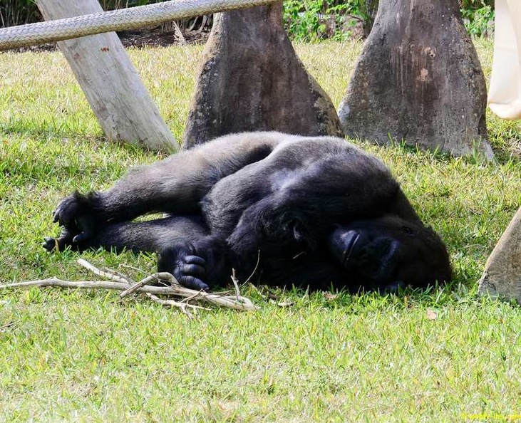 zoo-miami-16.jpg