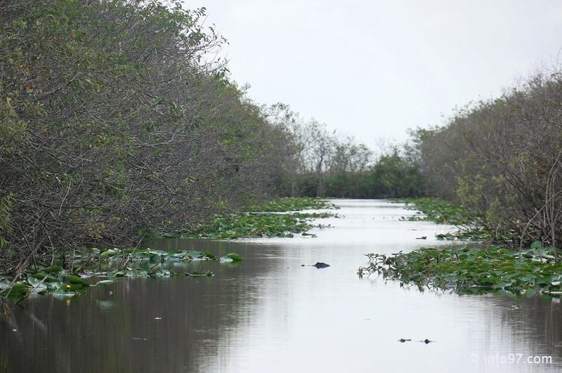 holland-america-everglades-miami-12.jpg