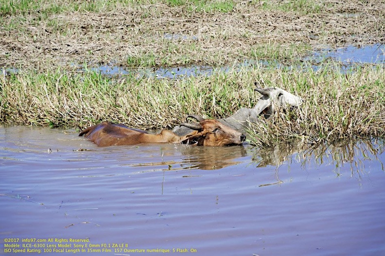 guyane047-marais-kaw.jpg