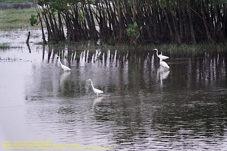 guyane090-marais-kaw.jpg