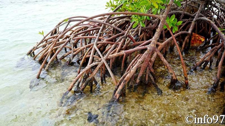 la-mangrove11.jpg