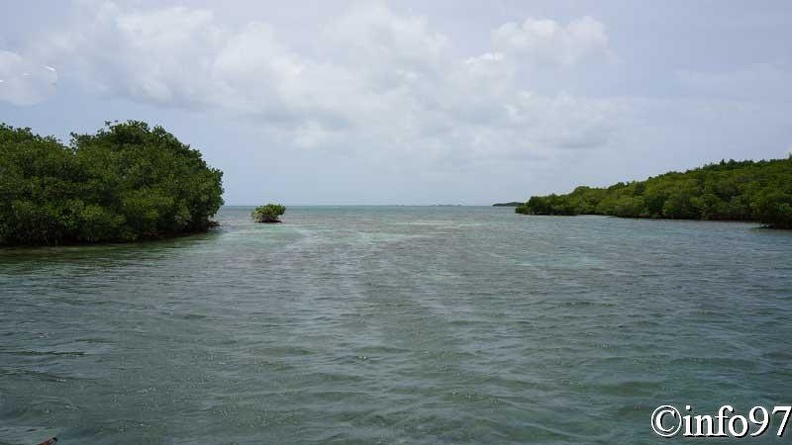 la-mangrove2.jpg