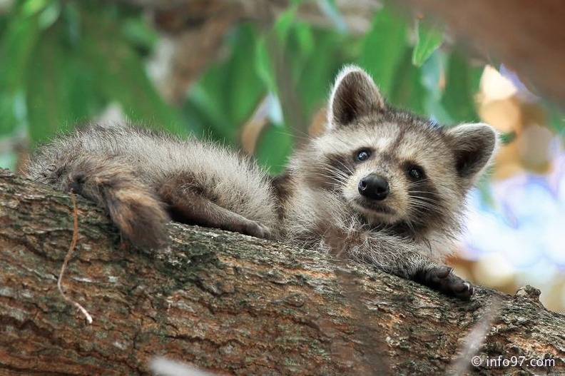 racoon-2015-20.jpg