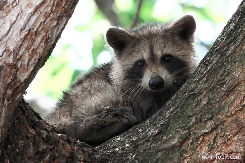 racoon-2015-22.jpg