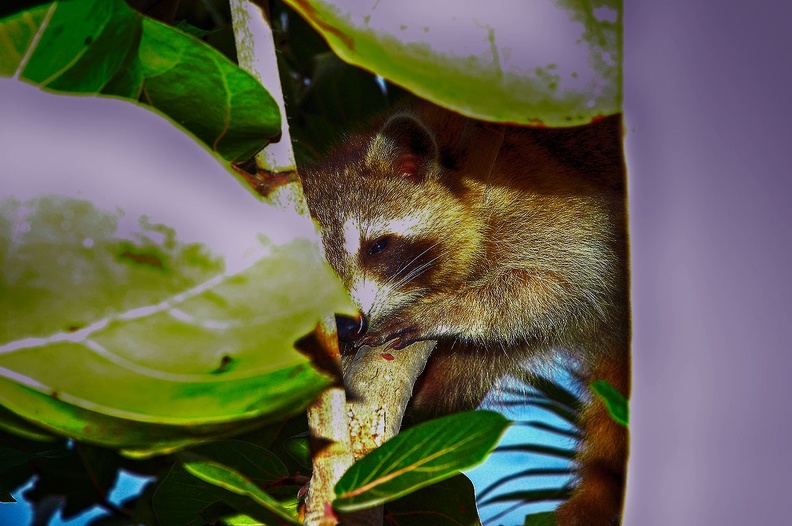 racoon-jardin.jpg