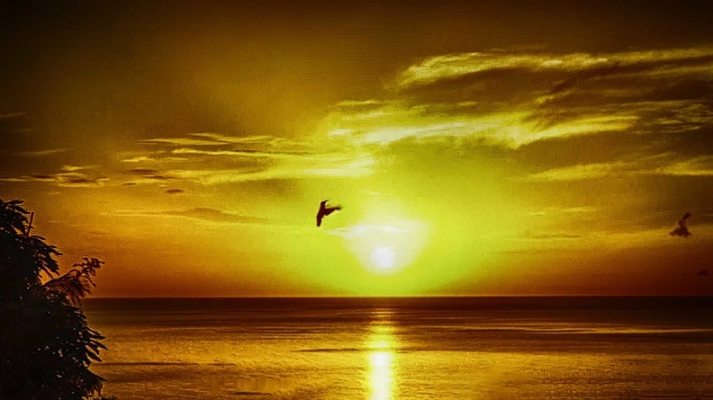 colibri-soleil.jpg